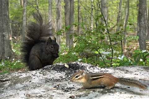 Chipmunks, Squirrels and Birds Feeding in a Forest of Trilliums - 10 Hours - May 16, 2023