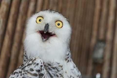 Funniest Birds Around the World 🐦🕊️🦉