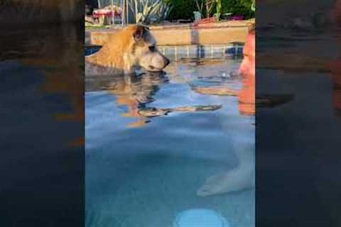 Funny Pup Learns to Blow Bubbles in Pool!