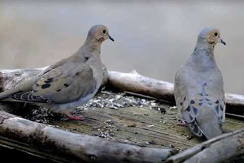 Mourning Doves, Grackles, Blue Jays and Chipmunks - 10 Hour CAT TV - May 17, 2023