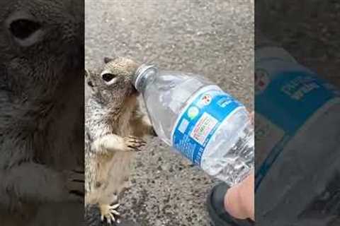 Hikers Help Adorable, Thirsty Squirrel!