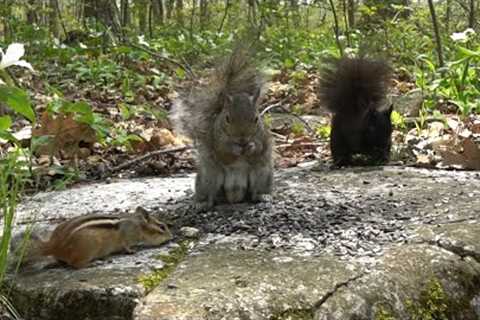 Chipmunks, Birds and Squirrels of the Forest - 10 Hour CAT TV - May 18, 2023