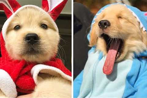 😍These Golden Retriever Puppies Will Brighten Your Day 🐶| Cute Puppies