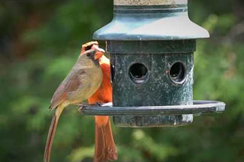 Cardinal Couple and Company at the Hanging Feeder - 10 Hour CAT TV - May 21, 2023