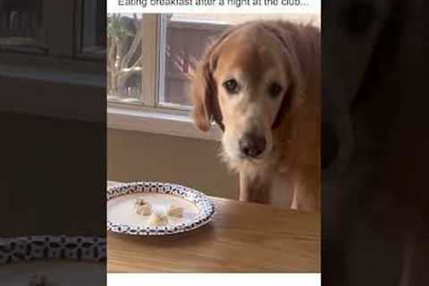 Hilarious Golden Fumbles His Breakfast!