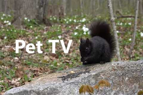 Black Squirrels in a Forest of Trilliums - 10 Hour Video for Pets - May 22, 2023