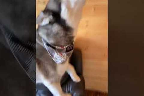 Silly Bulldog Tries To Howl Like Husky!