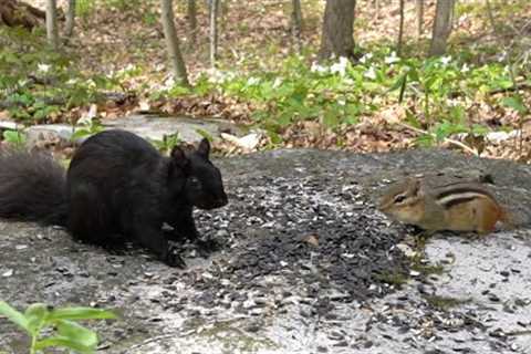 Chipmunks and Squirrels Dinner Date in the Forest - 10 Hour Video for Pets - May 24, 2023