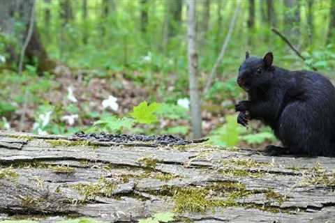 Black Squirrels Eating a Meal in a Peaceful Forest - 10 Hours CAT TV -  May 25, 2023