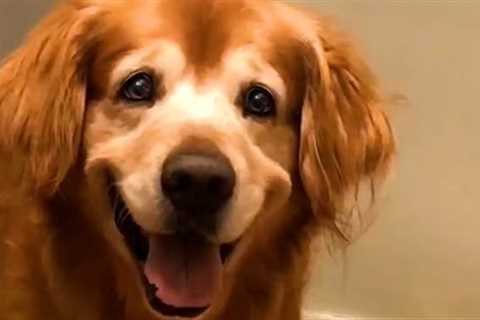 The World's Happiest Dog 😍 | FUNNIEST Pets Of The Month