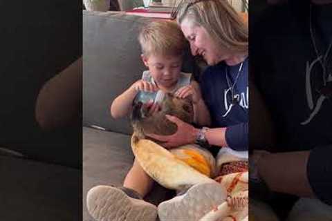 Little Boy Helps Grandma Feed The Cutest Baby Beaver!