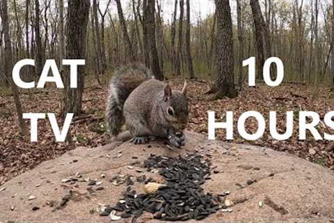 Saturday Morning Cartoons for Pets - 10 Hours of Forest Squirrels - May 27, 2023