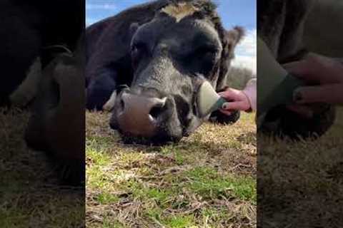 Adorable Cow Purrs ASMR!