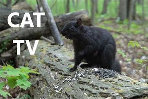 Black Squirrels in the Forest - 10 Hour Video for Pets - May 29, 2023