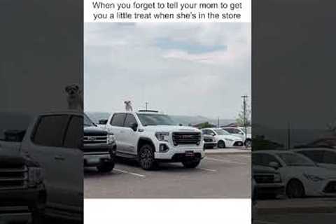 Funny Pup Escapes Car Via Sunroof!