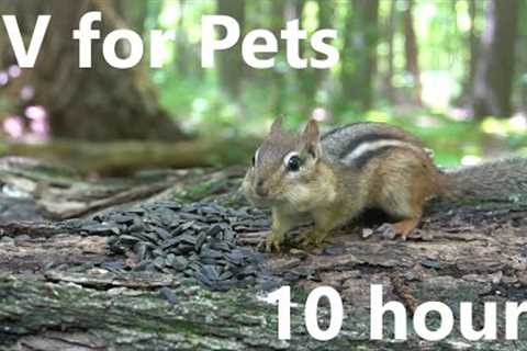 Chipmunks and Squirrels in the Forest - 10 Hours - May 30, 2023