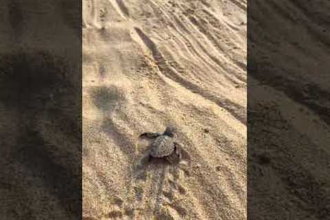 Hero Helps Baby Turtles Get To Ocean 🐢