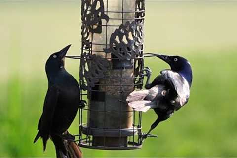 Grackles and Red-Winged Black Birds - 10 Hour Video for Pets and People - May 31, 2023