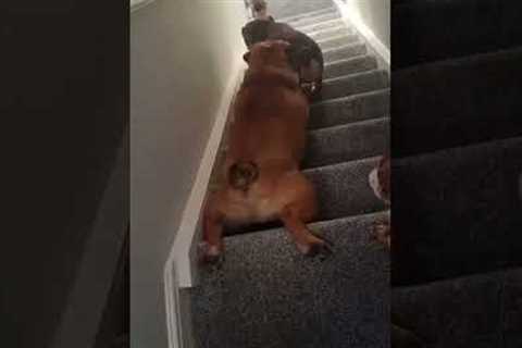 Funny Dog Surfs Down Stairs on Belly!