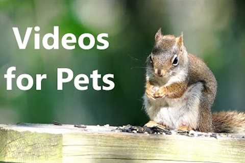 Red Squirrels, Doves and Birds on the Boardwalk - 10 Hour CAT TV - June 02, 2023