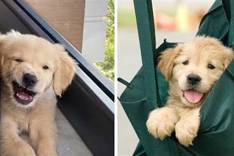 Funny And Cute Golden Puppies Make You Happier | Cute Puppies