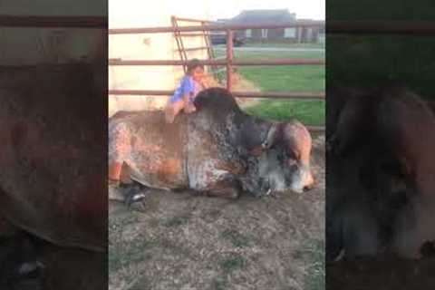 Little Girl And Bull Are BFFs!