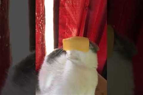 Hilarious Cat LOVES Cheese! 🧀