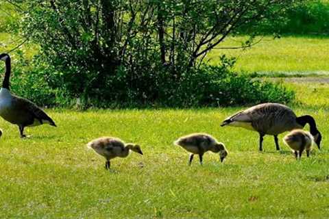 Canadian Geese with Newborn Goslings - 10 Hour Video for Pets and People - June 04, 2023