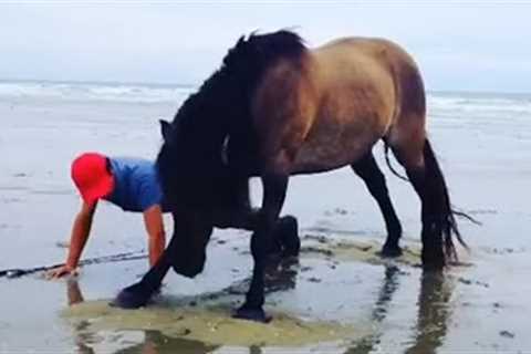 You won't reget when having a HORSE 😻Cute Horses and Human Videos