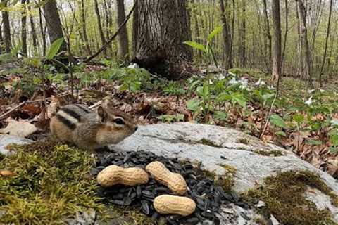 Chipmunks and Squirrels in a Forest of Trilliums - 10 Hour CAT TV - June 05, 2023