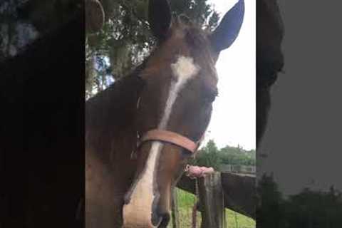 Funny Horse Freaks Out After Tasting Sugar Cube!