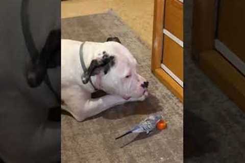 Cute Pup Shares Snack With Parakeet!