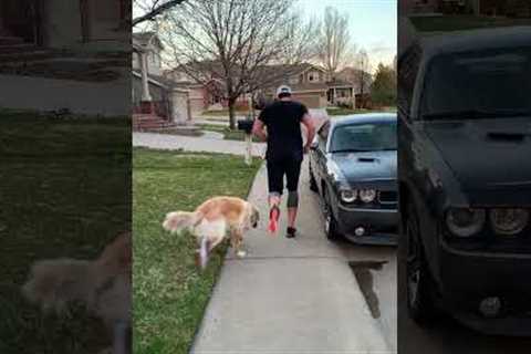 Funny Dog Wears Sneakers and Joins Pet Parent for a Run!