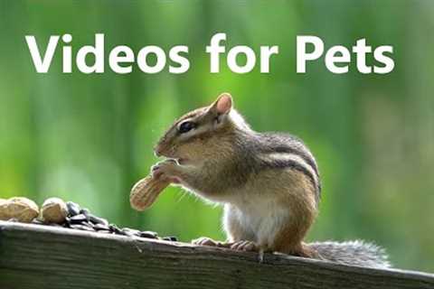 Chipmunks, Red Squirrels and Birds on the Boardwalk - 10 Hour CAT TV - June 08, 2023