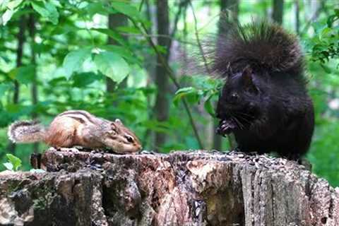 Black Squirrels, Chipmunks and Birds in the Forest - 10 Hour CAT TV - June 09, 2023