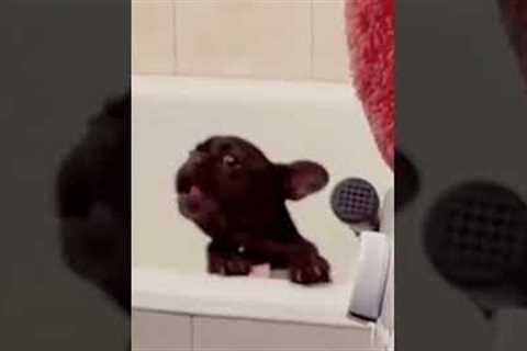 Cute Frenchie Throws A  Tantrum During Bath time!