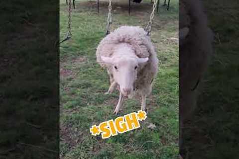 Funny Sheep Loves to Swing!