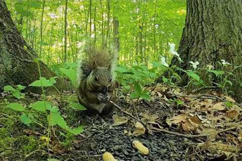 Sunday Morning Brunch for Squirrels and Chipmunks - 10 Hour CAT TV - June 11, 2023