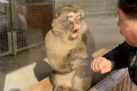 Monkeys Reacting to Magic For The First Time! Funniest Animals and Pets