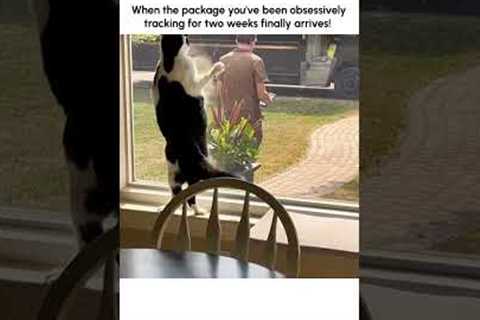 Funny Cat FREAKS OUT Over Delivery Driver's Arrival!