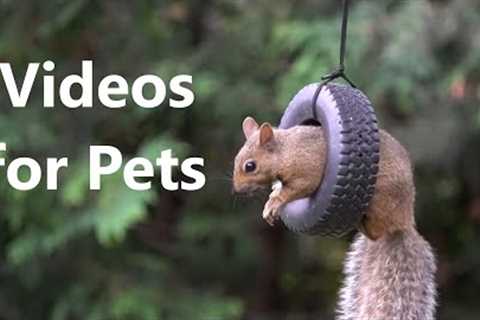 Squirrels Playing on the Tire Swing - 10 Hour Video for Pets - June 14, 2023