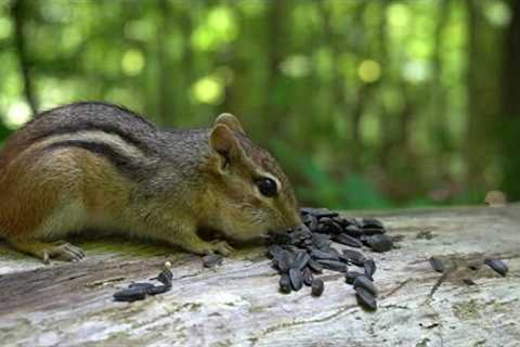 Chipmunks and Friends in the Forest - 10 Hour CAT TV - June 15, 2023