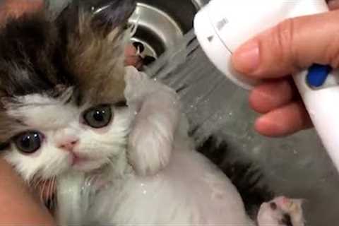 The Cutest Kitten Ever!! 😍| Funniest Pets Of The Week