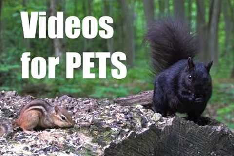 Black Squirrels and Chipmunks in a Peaceful Forest - 10 Hour CAT TV - June 16, 2023