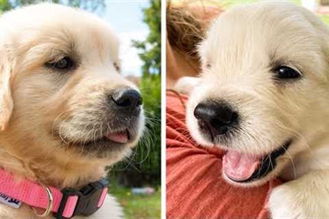 🥰The Best Adorable Golden Puppies in The Planet Makes Your Heart Melt 🐶| Cutest Puppies