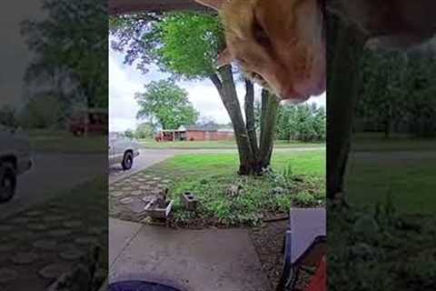 Funny Cat Caught On Doorbell Cam Trying To Get Attention!