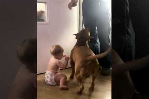 Adorable Baby And Dog Friend Welcome Home Dad