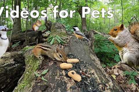 Animals of the Forest - 10 Hour Video for Pets and People - June 19, 2023