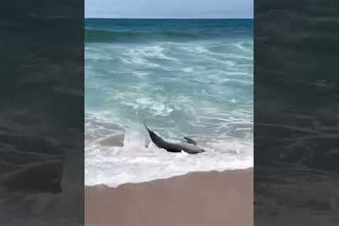 Hero Lifeguard Saves Dolphin Stuck On Beach!