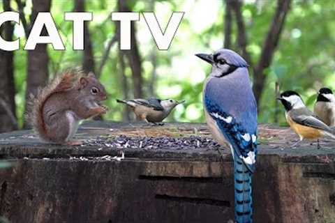 Birds and Squirrels Feeding in the Forest - 10 Hour CAT TV - June 20, 2023